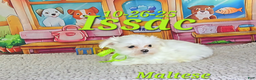 Maltese dogs for sale: Issac - Ad 2