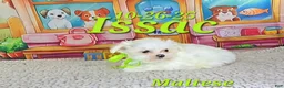 Maltese dogs for sale: Issac - Ad 2