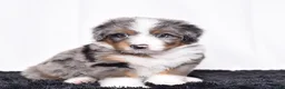 Bernedoodle dogs for sale: Mr. Odie - Ad 2