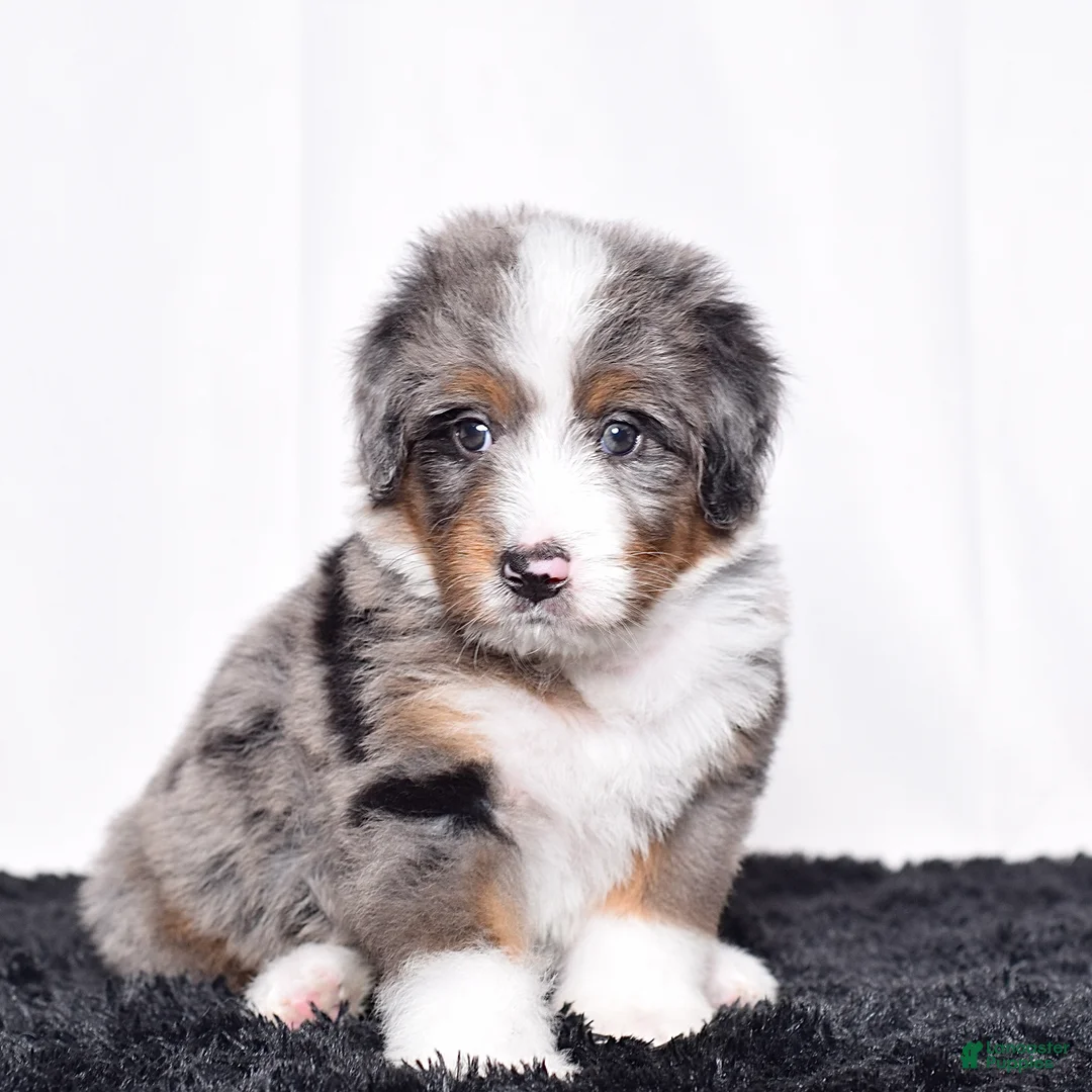 Bernedoodle dogs for sale: Mr. Odie - Ad 2