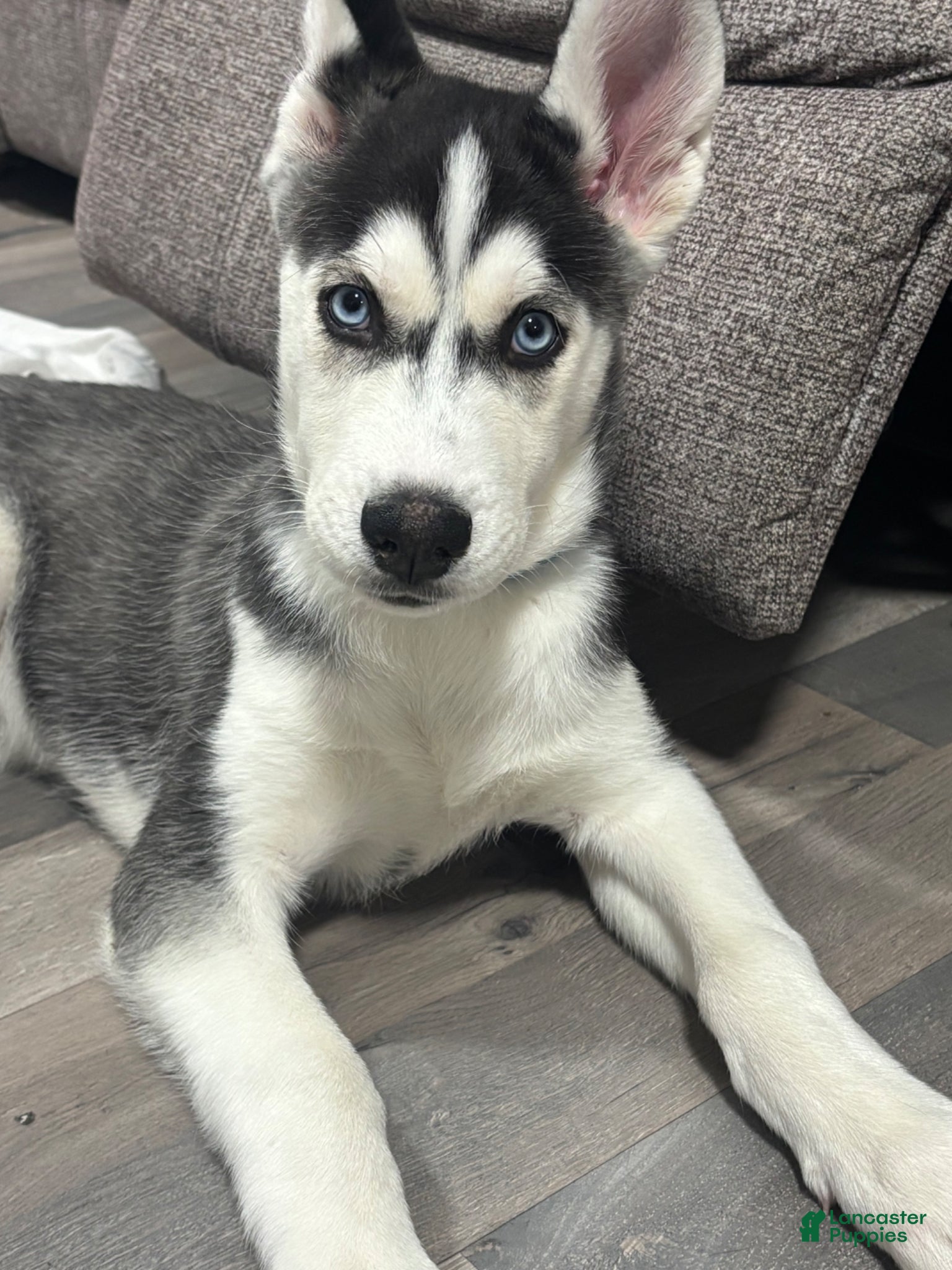 Siberian Husky dogs Siberian Husky Puppy 1 - Ad 41