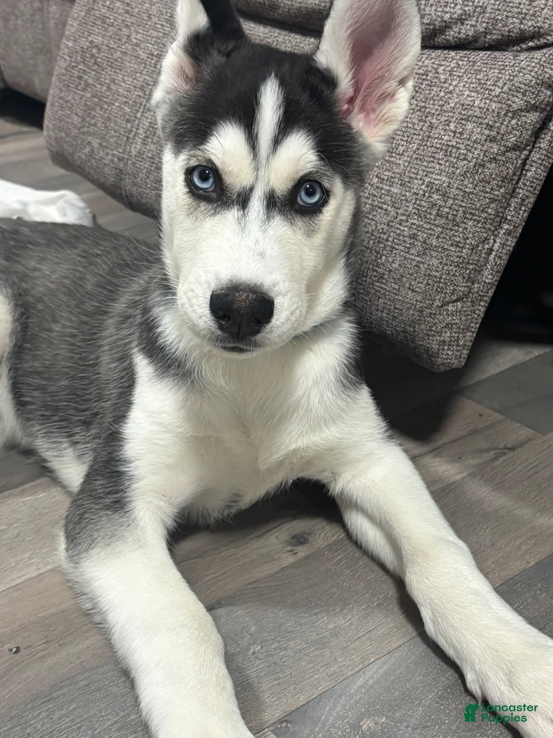 Siberian Husky dogs for sale: Siberian Husky Puppy 1 - Ad 1