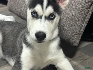 Siberian Husky dogs Siberian Husky Puppy 1 - Ad 41