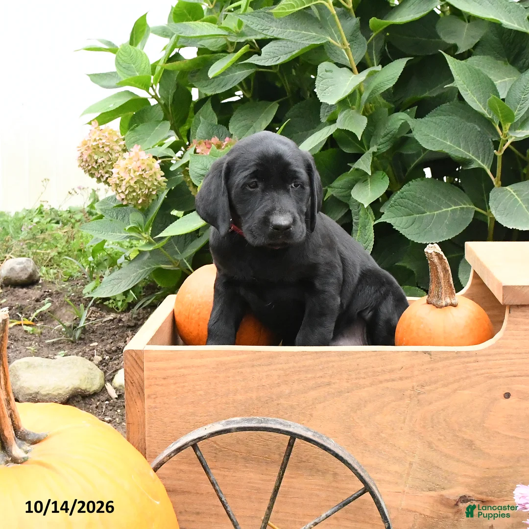 Labrador Retriever dogs for sale: Taffy - Ad 2