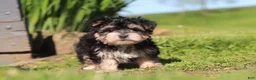 Morkie dogs for sale: River - Ad 6