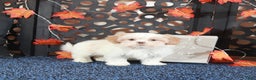 Shih Tzu dogs for sale: Charlie - Ad 1