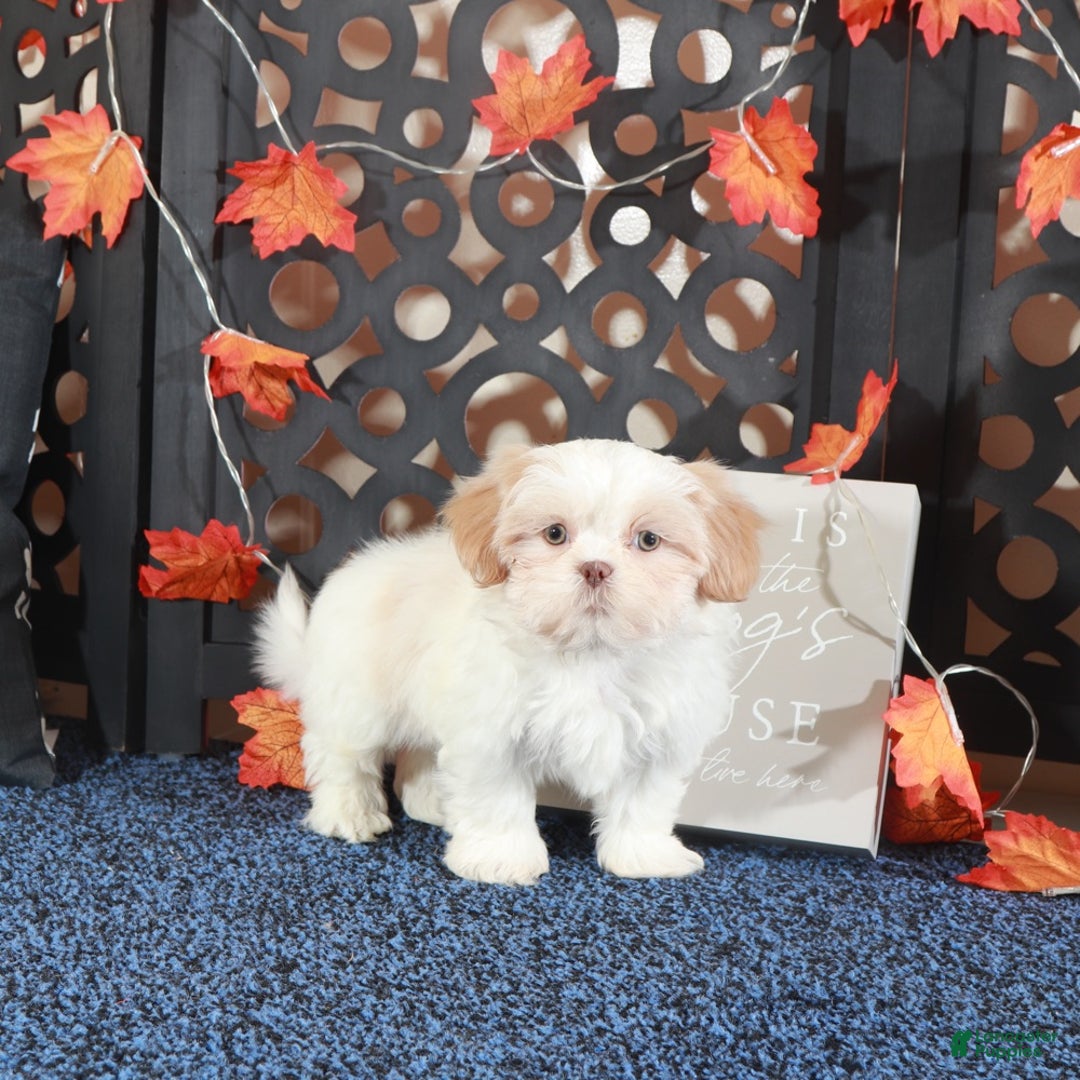Shih Tzu dogs for sale: Charlie - Ad 1