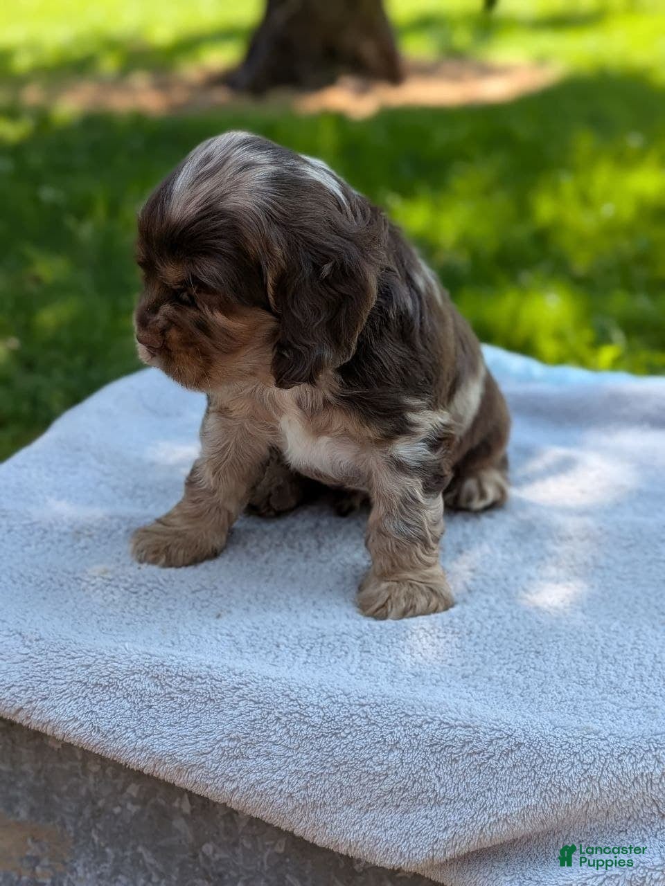 Cocker Spaniel dogs Buddy - Ad 2