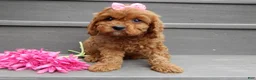 Cavapoo dogs for sale: Izzy - Ad 5
