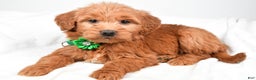 Mini Goldendoodle dogs for sale: Beth - Ad 5