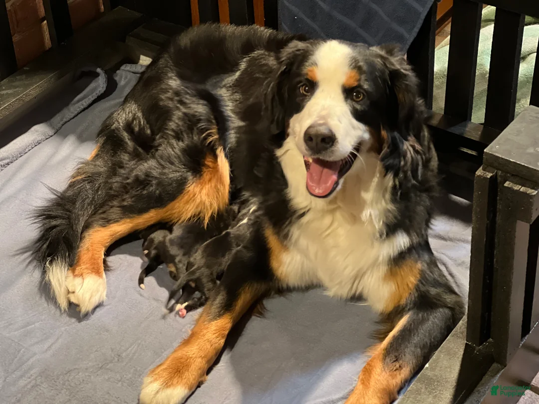 Bernese Mountain Dog dogs for sale: Nigel - Ad 3