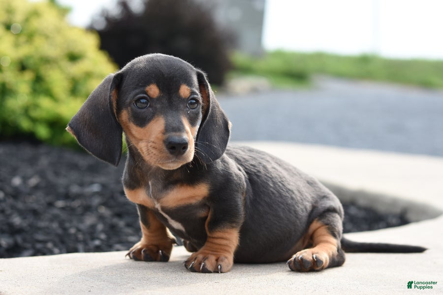 Miniature Dachshund dogs Yeti - Ad 2