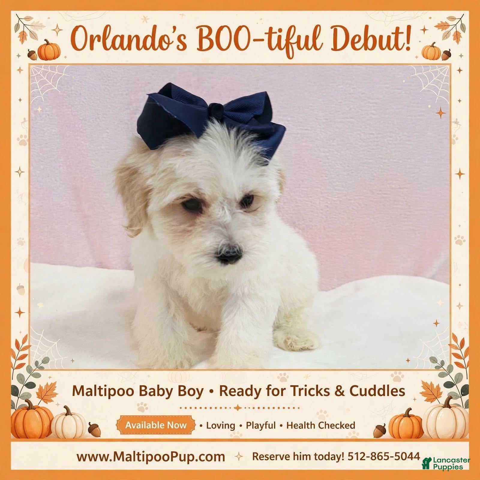 Maltipoo dogs Orlando - Ad 21