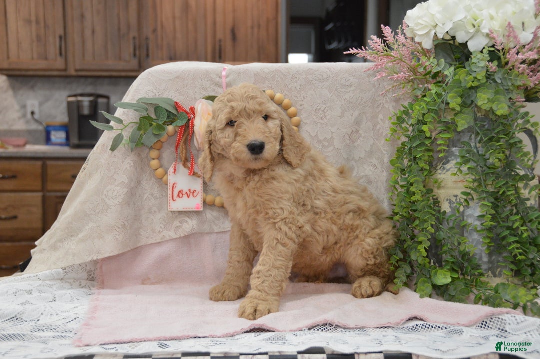 Goldendoodle dogs for sale: Rex - Ad 7