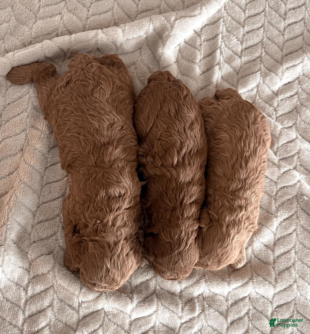 Miniature Poodle dogs for sale: Casper - Ad 4