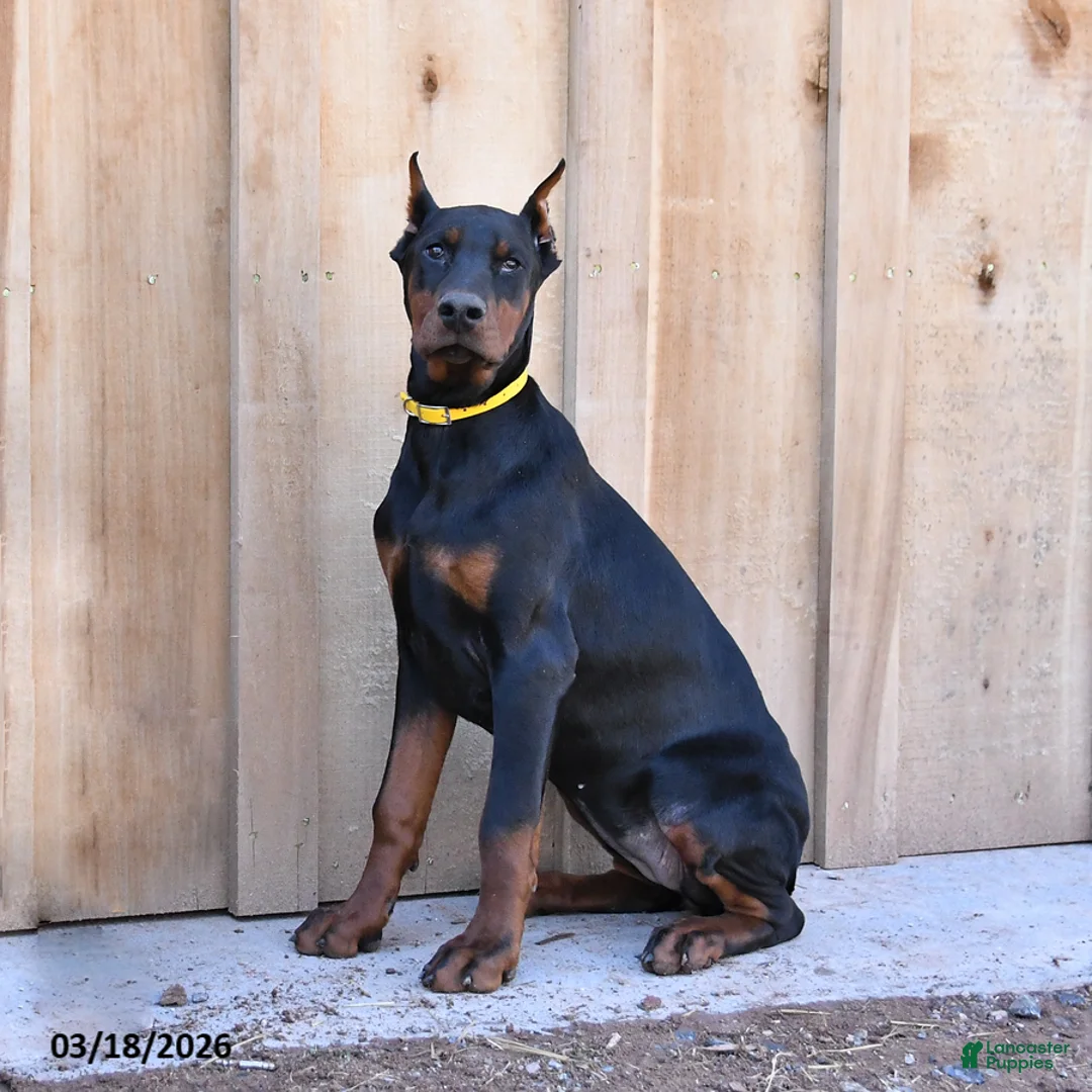 Doberman Pinscher dogs for sale: Reese - Ad 1