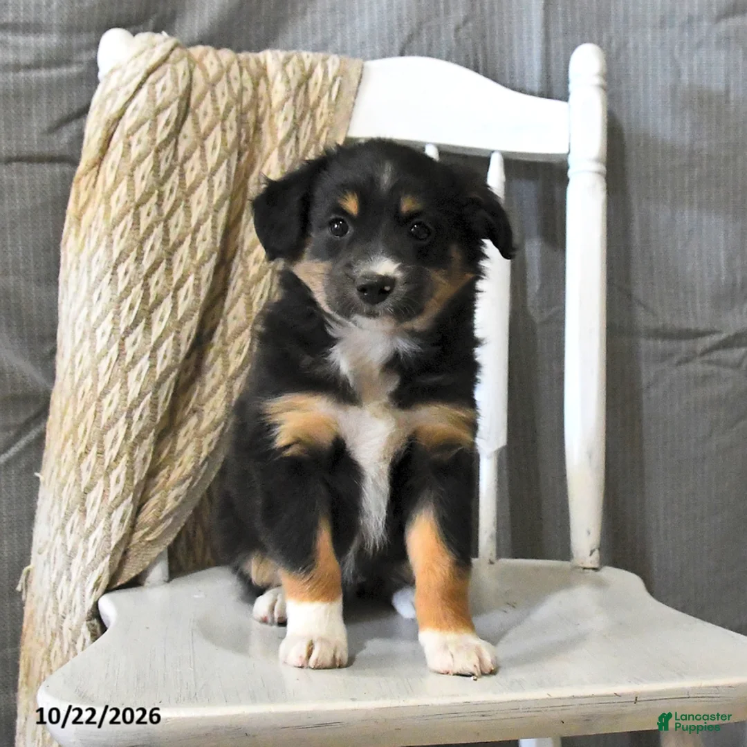 Miniature Australian Shepherd dogs for sale: Twilight - Ad 1