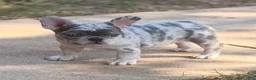 French Bulldog dogs for sale: Sierra - Ad 6