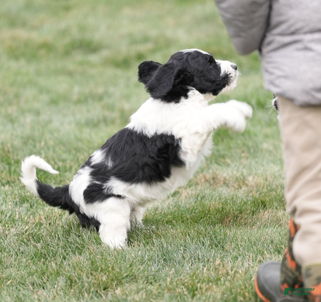 Saint Berdoodles dogs for sale: Bobby - Ad 5