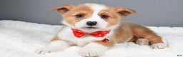 Welsh Corgi Pembroke dogs for sale: Bruno - Ad 2