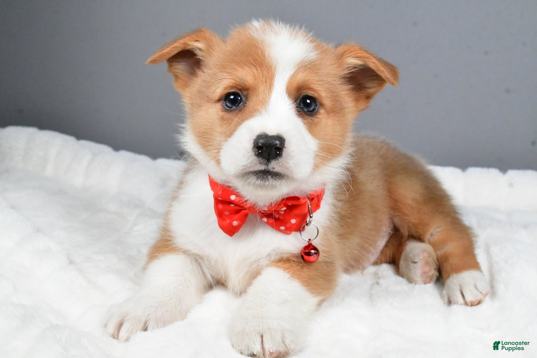 Welsh Corgi Pembroke dogs for sale: Bruno - Ad 2