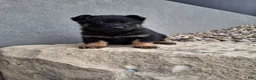 German Shepherd dogs for sale: Maverick  - Ad 7