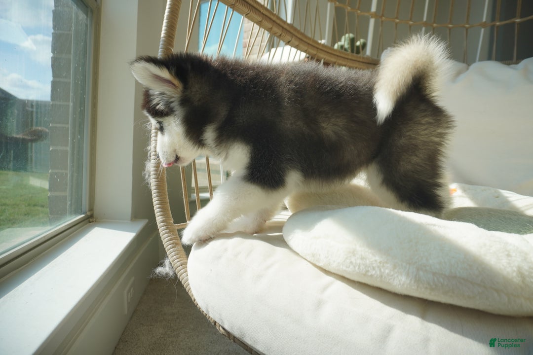 Alaskan Malamute dogs for sale: Xiao Cheng - Ad 9