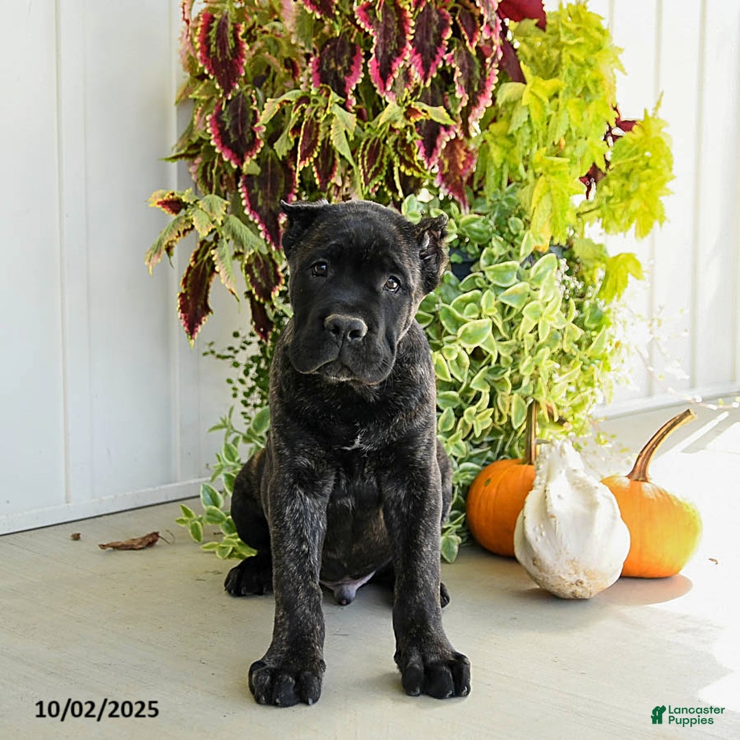 Cane Corso dogs for sale: Lance  - Ad 7