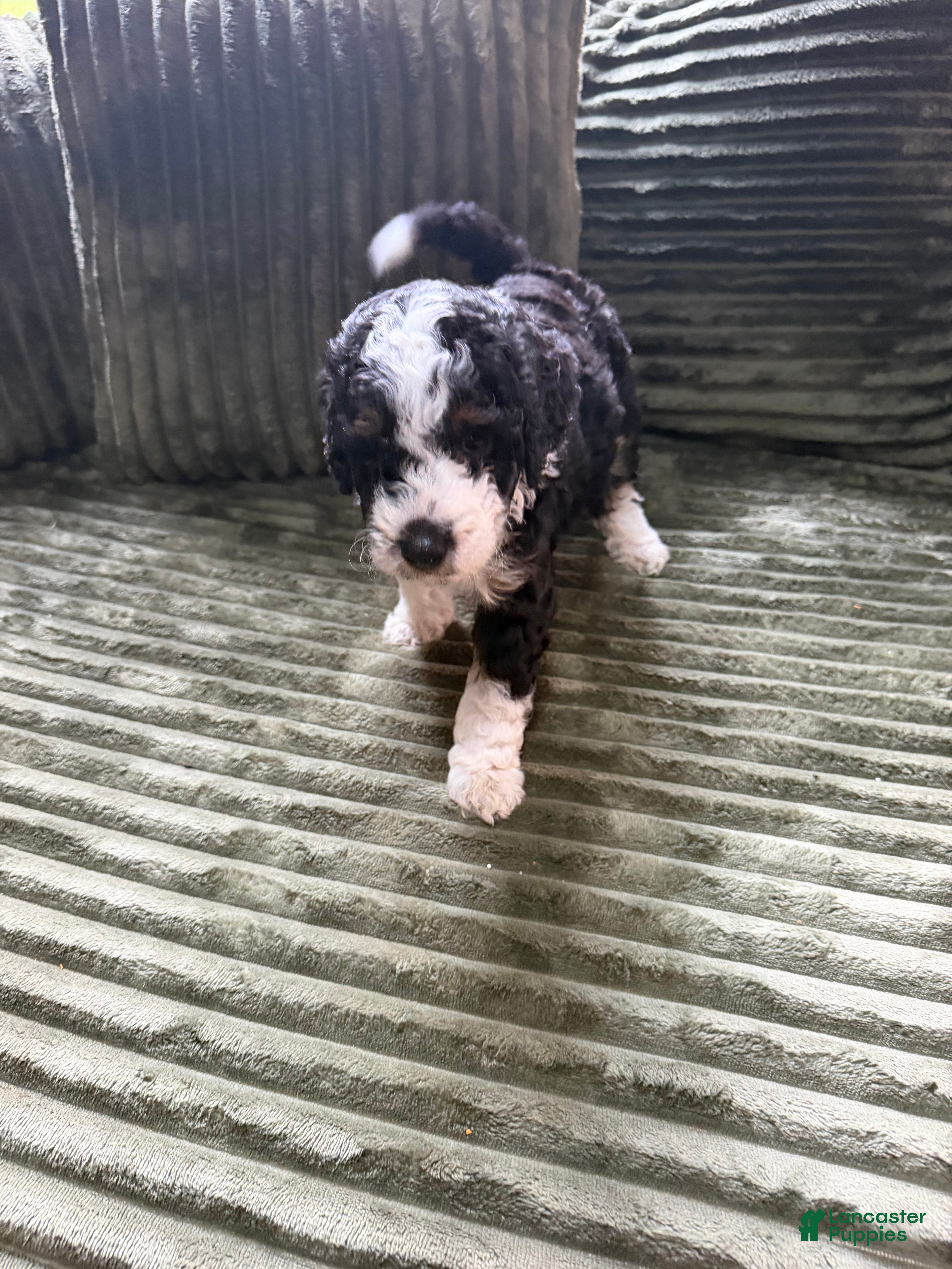 Aussiedoodle dogs Boston Rob - Ad 1
