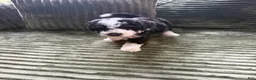 Aussiedoodle dogs for sale: Boston Rob - Ad 1