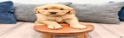 Golden Retriever dogs for sale: Lexi - Ad 3