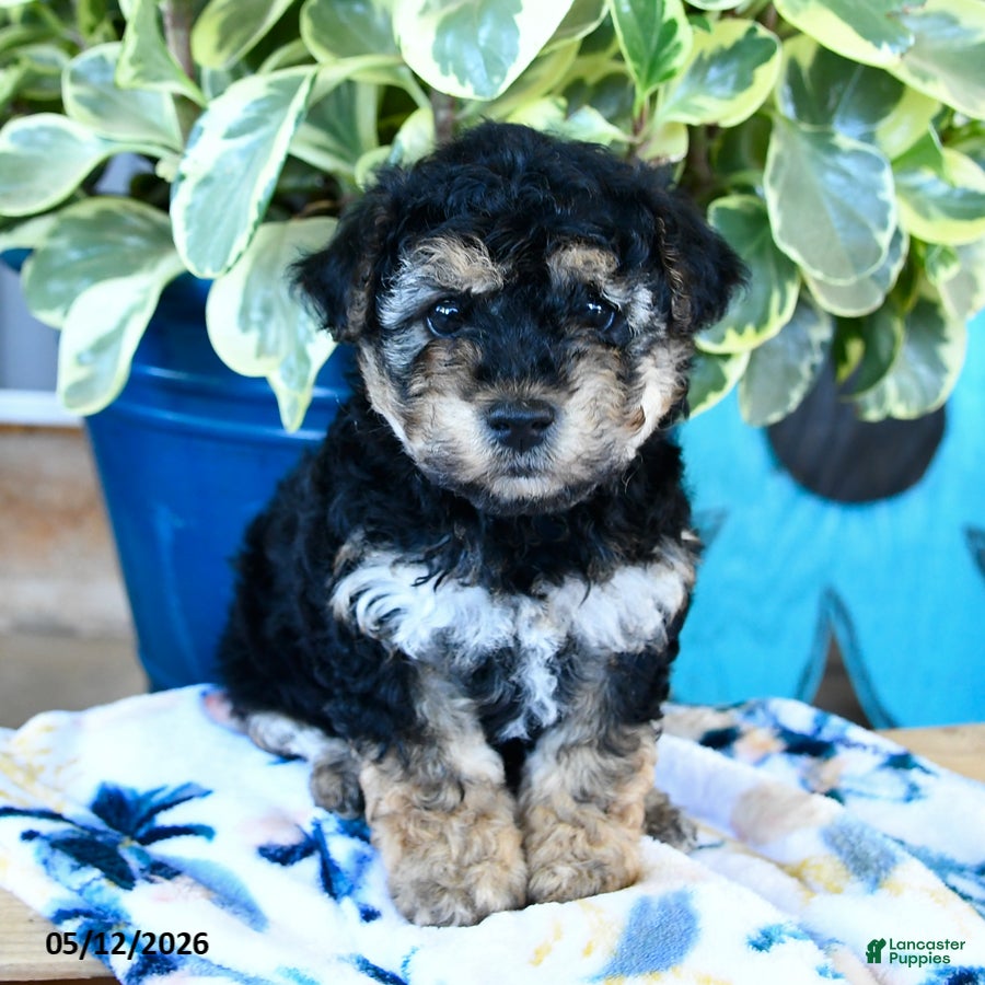 Yorkiepoo dogs Butterfly - Ad 2
