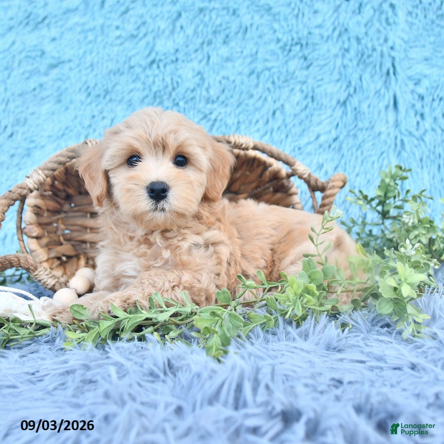 Havapoo dogs Sparkle - Ad 1