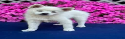 Pomsky dogs for sale: Sierra  - Ad 3