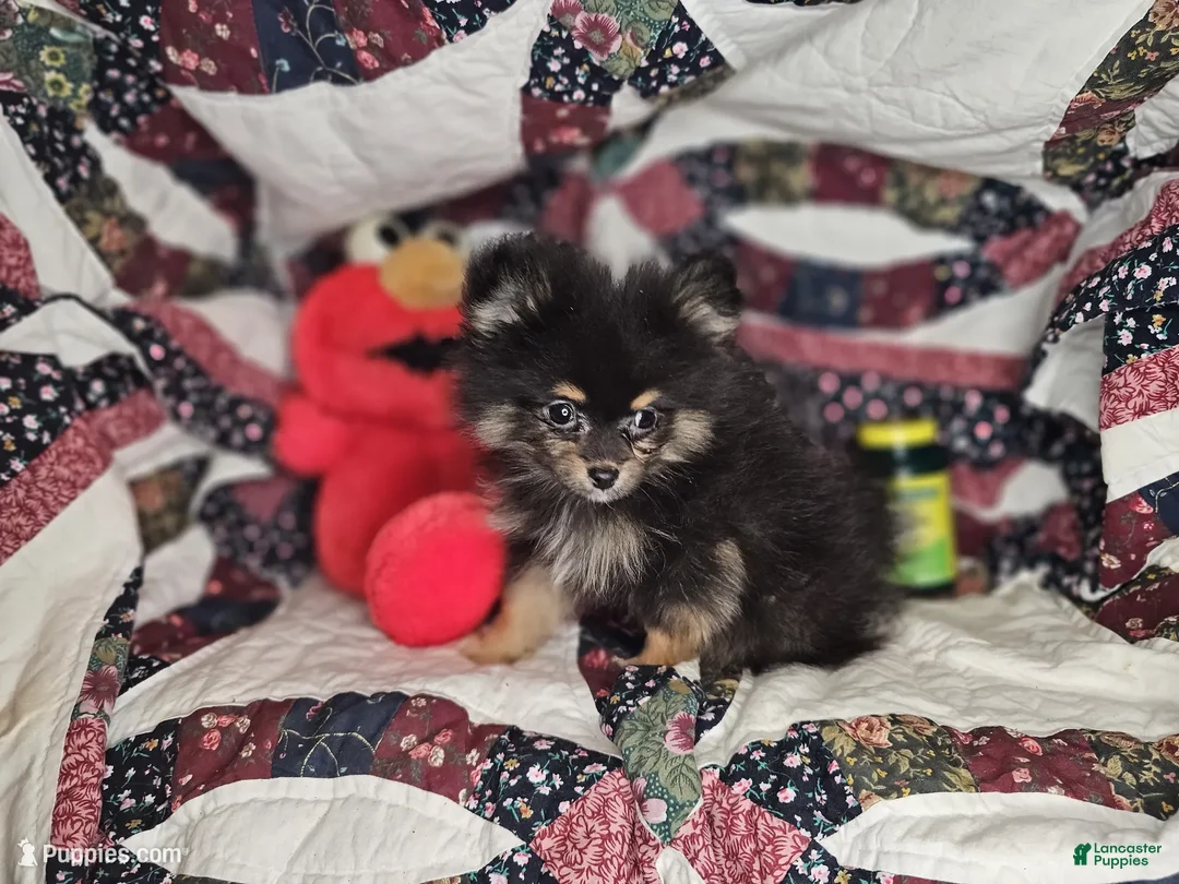 Mixed Breed dogs for sale: Ivory B&T (Yorkie + Pom) - Ad 1