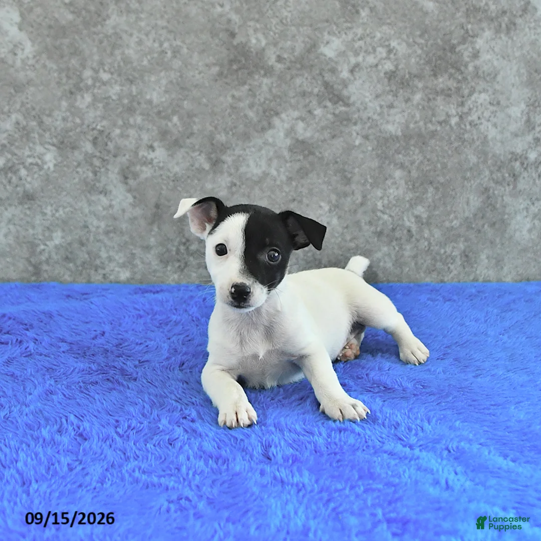 Jack Russell Terrier dogs for sale: Savannah - Ad 3