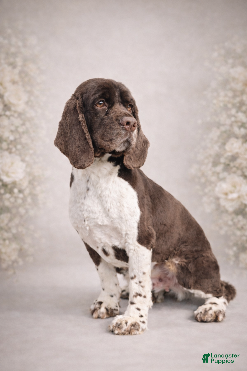 Cocker Spaniel dogs Cocker Spaniel Puppy 1 - Ad 2