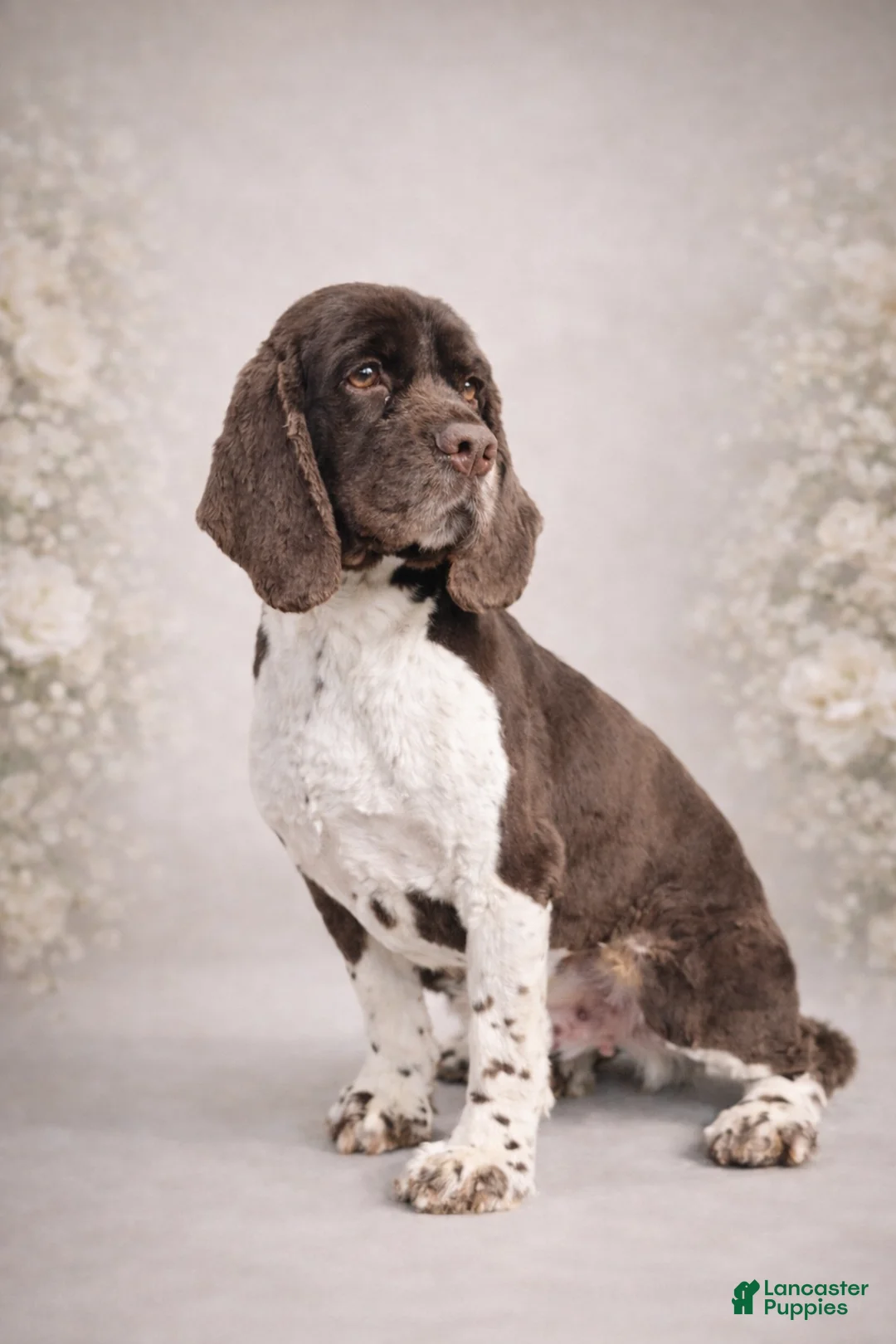 Cocker Spaniel dogs for sale: Cocker Spaniel Puppy 1 - Ad 1