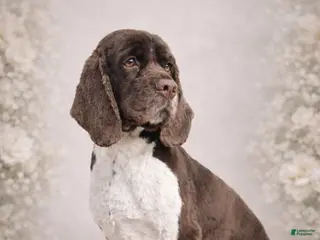 Cocker Spaniel dogs Cocker Spaniel Puppy 1 - Ad 2