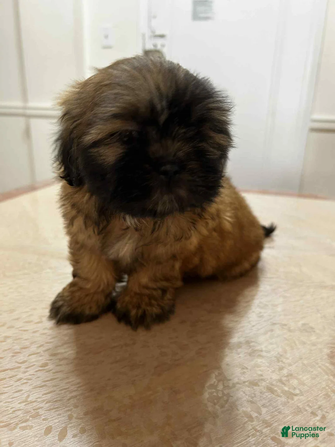 Shih Tzu dogs for sale: Hon - Ad 1