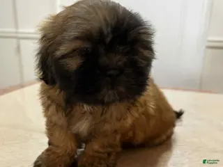 Shih Tzu dogs Hon - Ad 38