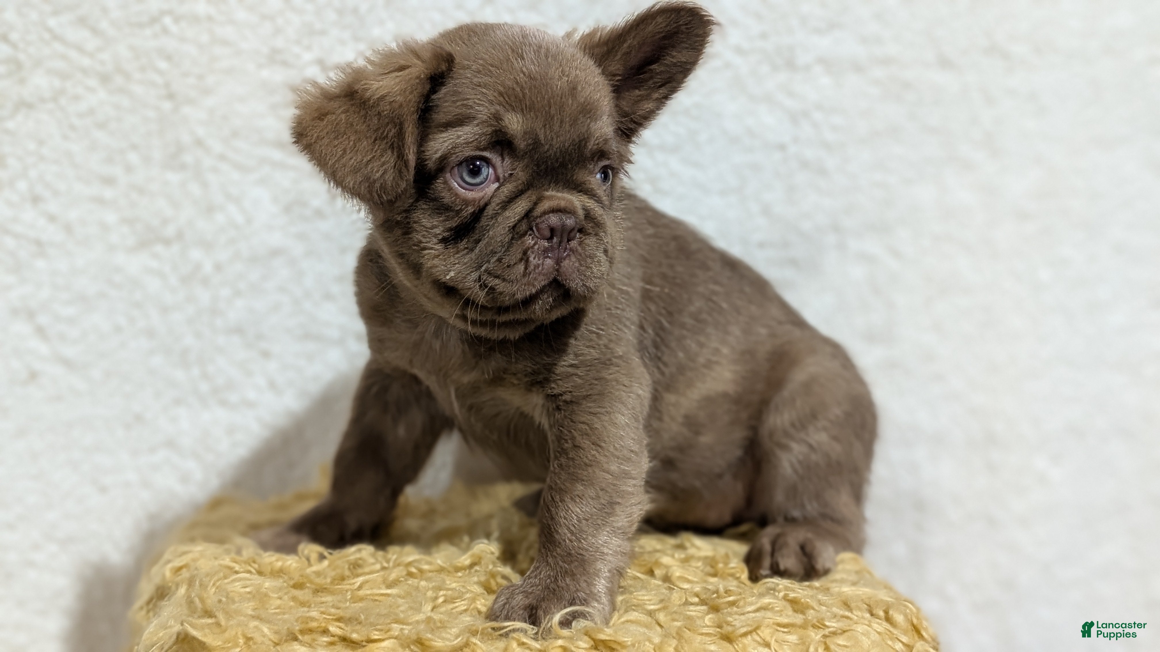 French Bulldog dogs Ozzy - Ad 2