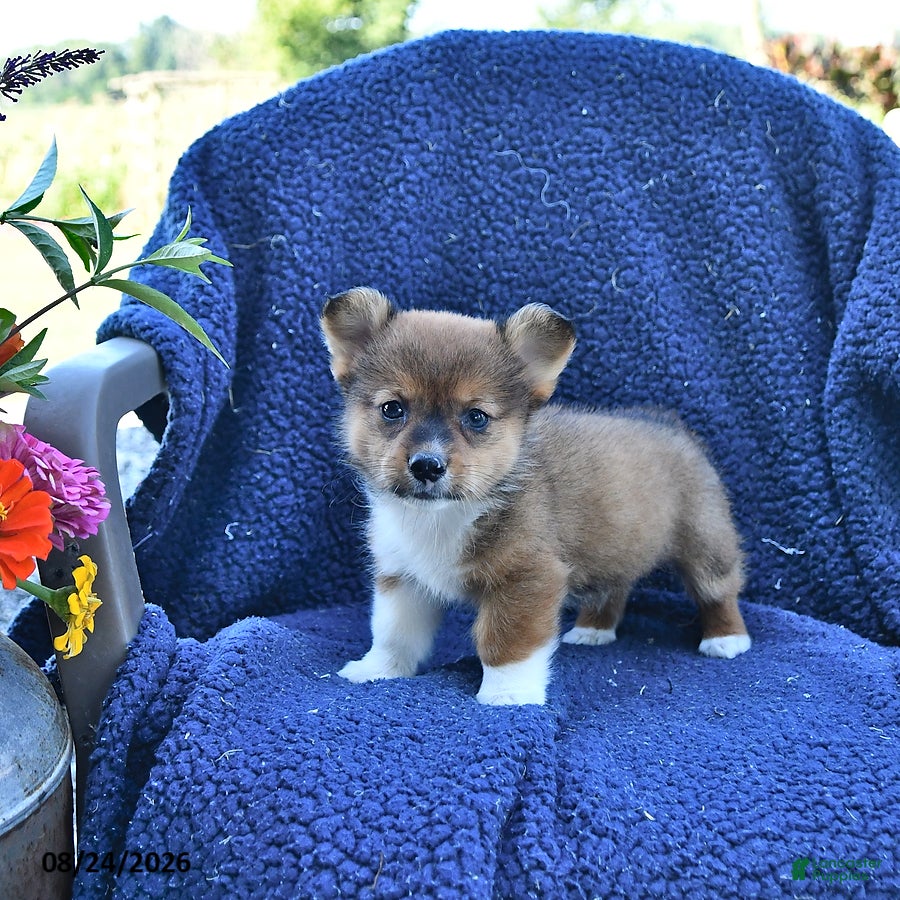 Welsh Corgi Pembroke dogs Dallas - Ad 1