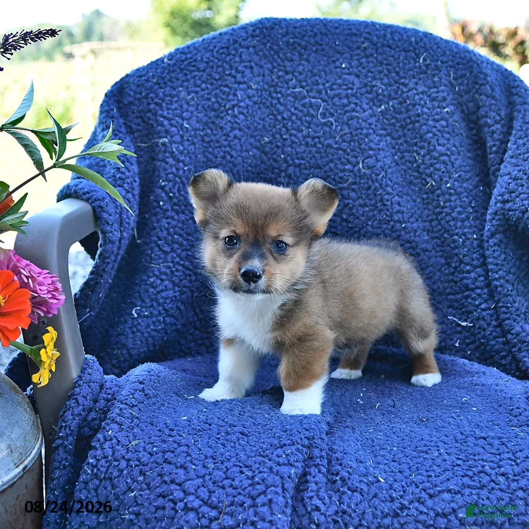 Welsh Corgi Pembroke dogs for sale: Dallas - Ad 1