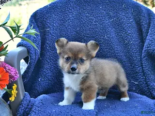Welsh Corgi Pembroke dogs Dallas - Ad 1