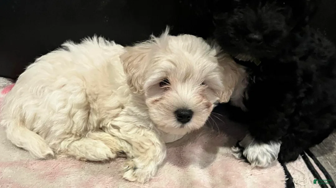 Miniature Schnauzer dogs for sale: Stevie (red collar) - Ad 11