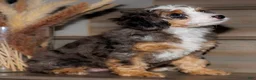 Mixed Breed dogs for sale: The Queen Sandra - Ad 3