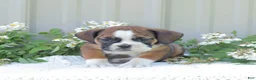 English Bulldog dogs for sale: Jasper - Ad 3
