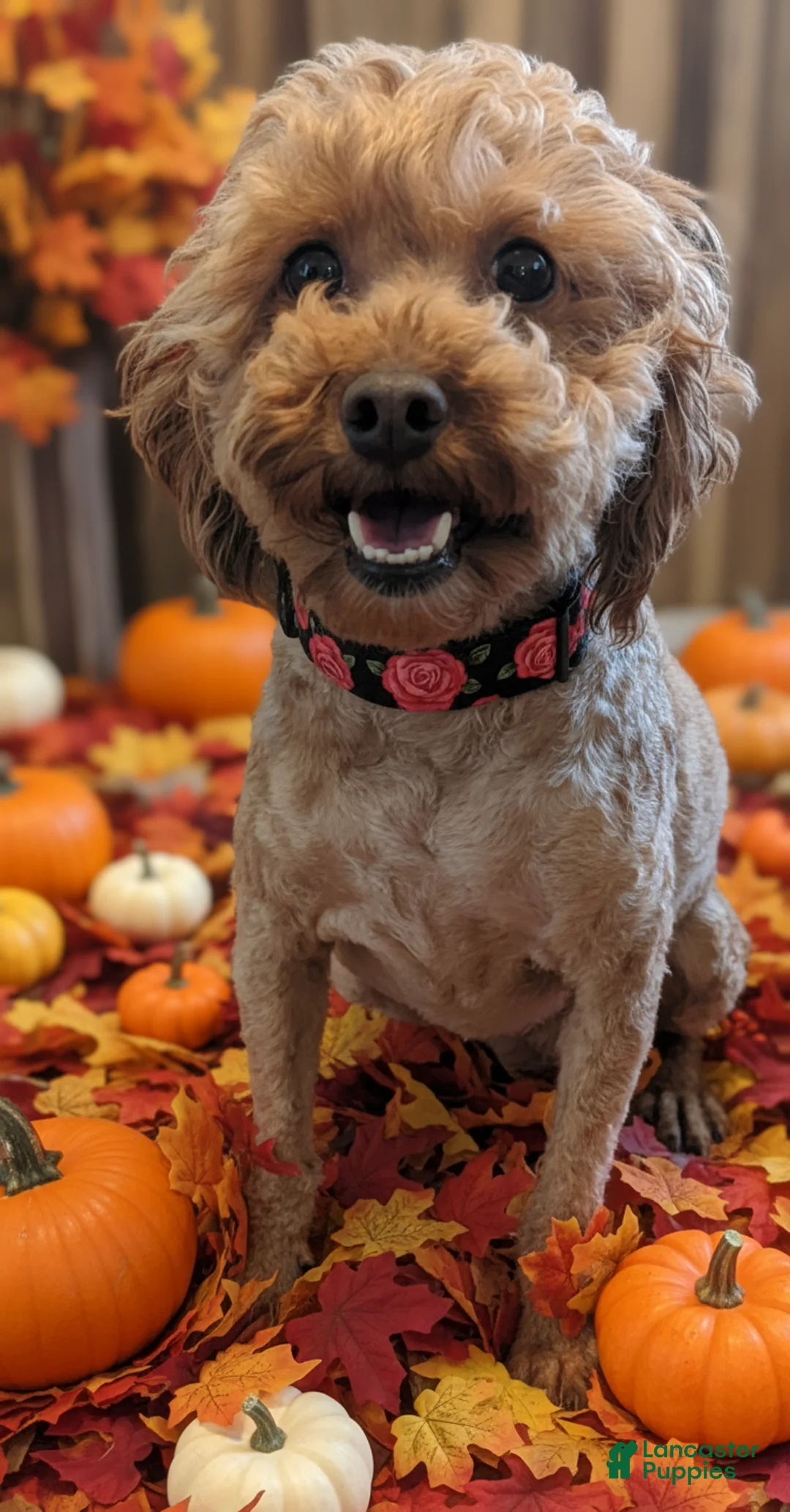 Toy Poodle dogs for sale: Toy Poodle Puppy 4 - Ad 23