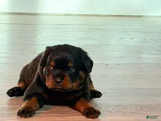 Rottweiler dogs Rottweiler 6 - Ad 3